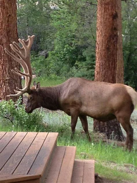 106 best Estes Park Wildlife images on Pinterest | Elk, Estes park ...