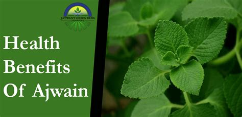 Benefits Of Ajwain | Ajwain Suppliers In India | JGBC Farms