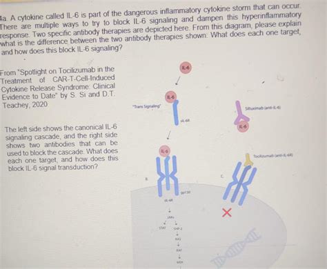 One potentially dangerous side effect of CAR T cell | Chegg.com