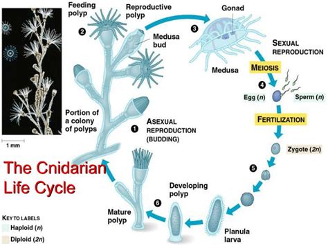 PPT - The Characteristics of Phylum Cnidaria PowerPoint Presentation - ID:1833591