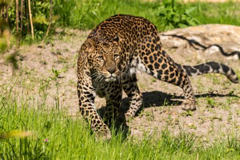 Javan leopard – Aquarium Berlin