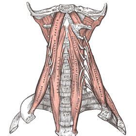 “Core” strengthening for neck pain (deep cervical flexor training)