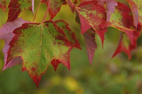 File:A group of stunning maple leaves.jpg (With images) | Leaves ...