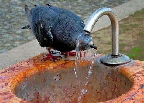 Aww lol bird bath! (With images) | Beautiful birds, Birds, Funny animals