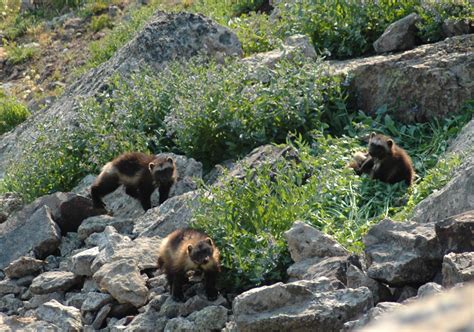 Wolverines may get protections | The Spokesman-Review