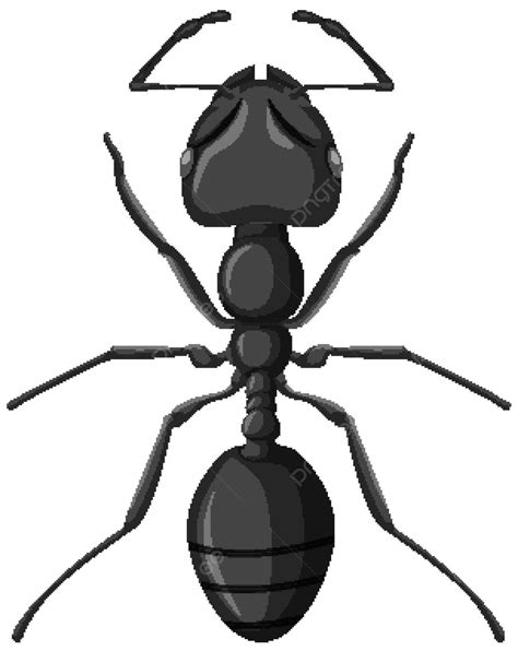 Black Garden Ant Isolated On White Background Illustration Wildlife Clip Art Vector ...