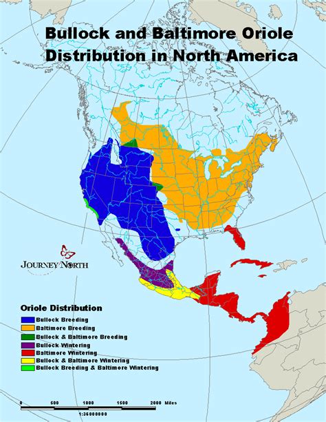 Oriole Migration and Annual Cycle | Baltimore Orioles | Bullock's Orioles