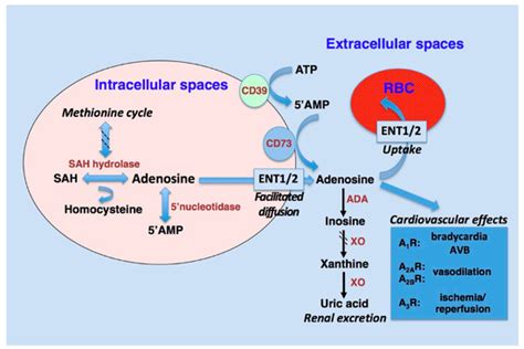 IJMS | Free Full-Text | Adenosine Receptor Profiling Reveals an Association between the Presence ...