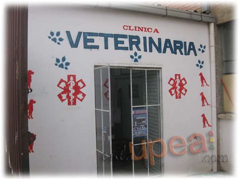 enlaUPEA: Veterinaria y Zootecnia una de las carreras al servicio de la ...