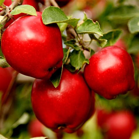 Dwarf Red Delicious Apple Trees for Sale | BrighterBlooms.com