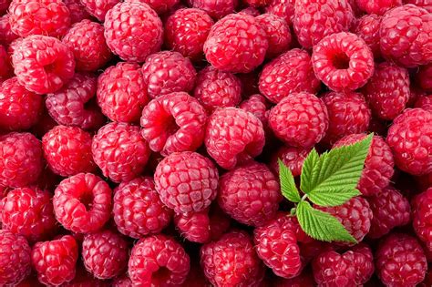 All About Raspberries - How to Pick, Prepare & Store | Healthy Family Project