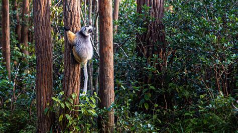 Madagascar – Endemic Wildlife and Landscape Photo Tour | Photography Tours and Travel