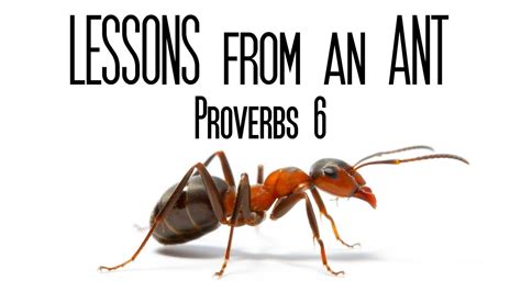 Lessons from an Ant | Proverbs 6 - YouTube