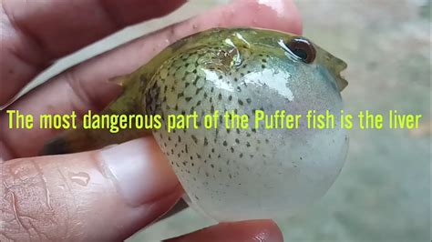 Puffer Fish interesting facts | Today's Special - YouTube