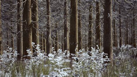 bright sunny pine forest in the snow 6074722 Stock Video at Vecteezy