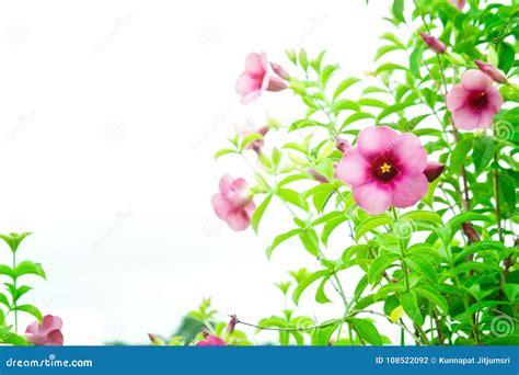 Purple Bignonia Flowers , Plant Flowers Growing and Blooming on Stock Photo - Image of nature ...