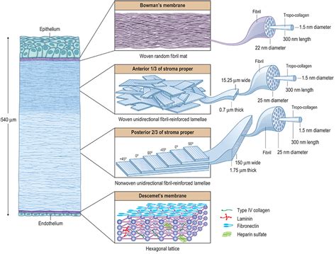 Frontiers | Corneal Repair and Regeneration: Current Concepts and Future Directions