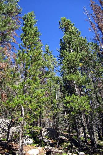 Colorado - Rocky Mountain National Park: Bear Lake Trail | Flickr