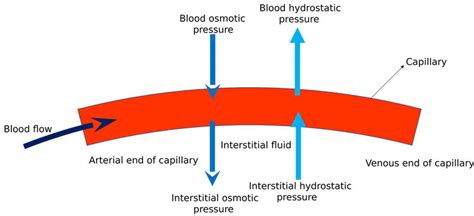 "Capillary Bed" Images – Browse 12 Stock Photos, Vectors, and Video ...