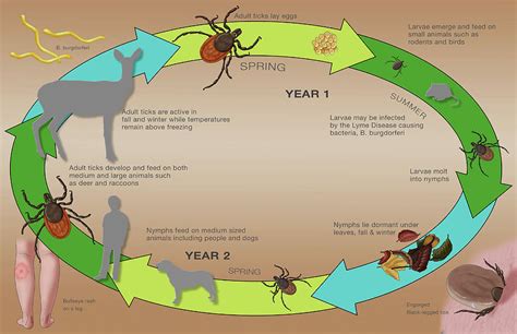 Deer Tick Life Cycle