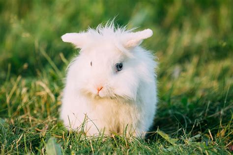 Fluffy Ones, Small Ones, Big Ones... | About Rabbits | Rabbits | Guide