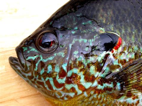 Pumpkinseed Sunfish Facts and Nutritional Value