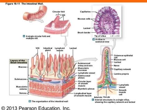 Structure of villus