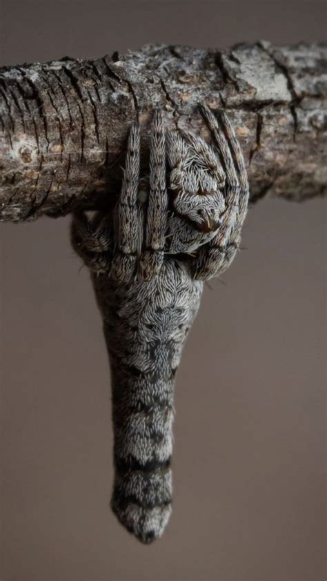 Twig Spider (Acroaspis sp.) Scary Animals, Animals Bugs, Nature Animals, Scary Bugs, Cool Bugs ...