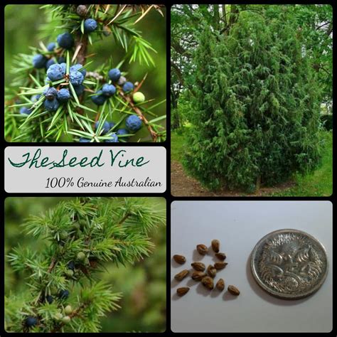 Juniperus communis - Juniper Berry - The Seed Vine