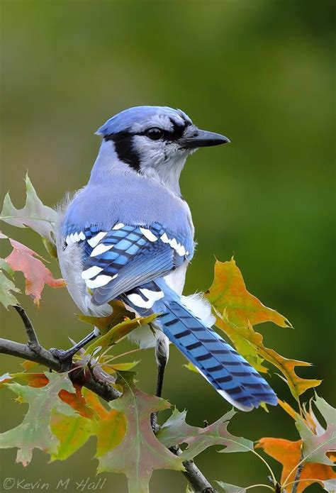 Blue Jay VII | Pet birds, Beautiful birds, Backyard birds