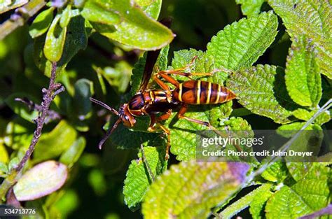 182 Paper Wasp Sting Stock Photos, High-Res Pictures, and Images ...