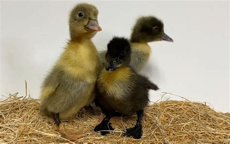 Swedish Ducks – Flockjourney