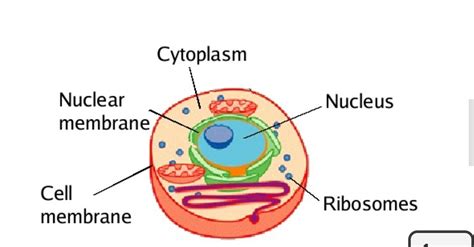 what is protoplasm ? the study of protoplasm is called - Brainly.in