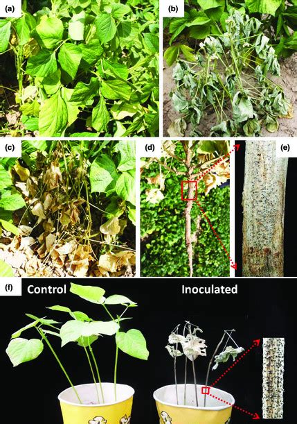 Charcoal rot symptoms caused by Macrophomina phaseolina on adzuki bean ...