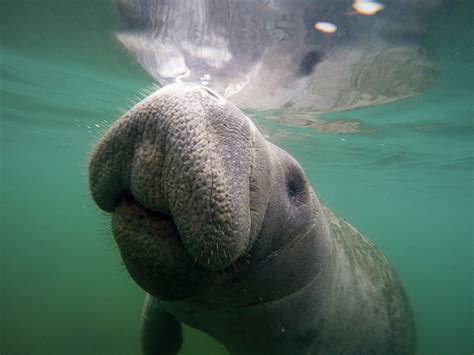 Swimming with Manatees - Cape Girardeau History and Photos