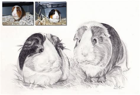 Guinea Pig Drawing | Commission Guinea Pig Drawings From Photos