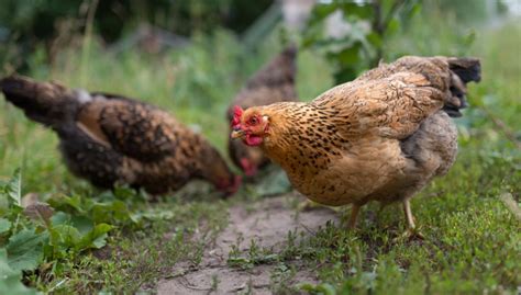 12 Best Chicken Breeds for Insect Control