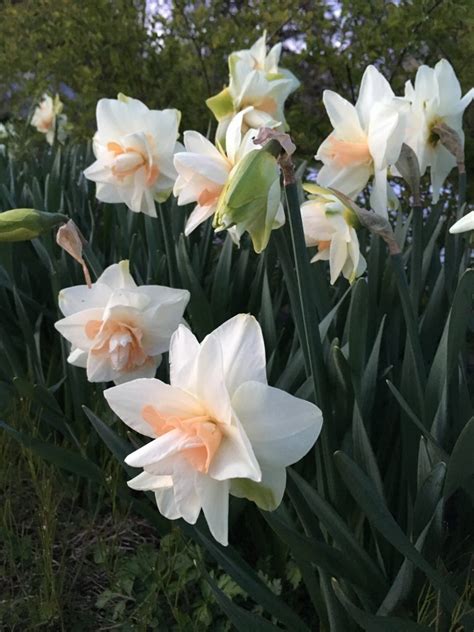 Perennial Bulbs: Five Favorites for Cut Flower Production