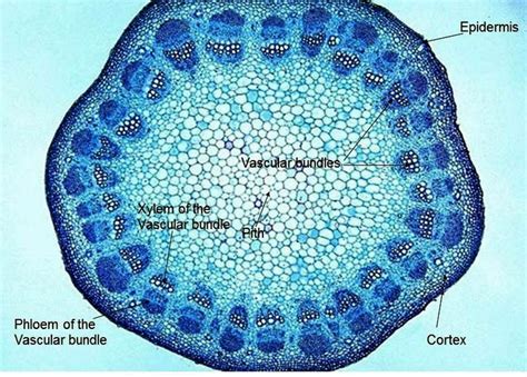 Young Woody Stem: Pith, Xylem, Phloem, Vascular Cambium, Cortex, Epidermis | Microscopic ...