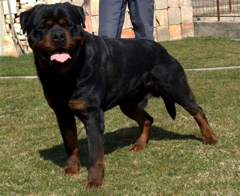 blockhead rottweiler - Google Search | Rottweiler, Dogs, Animals