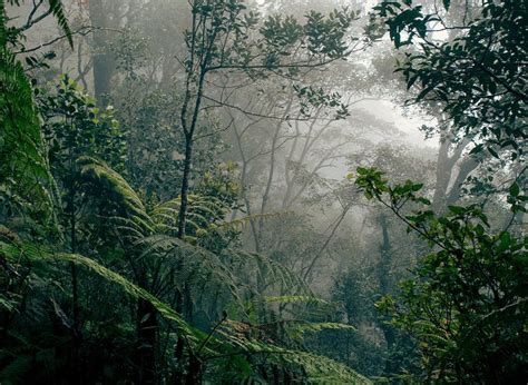 Bornéo | Tropical rainforest, Borneo, Rainforest