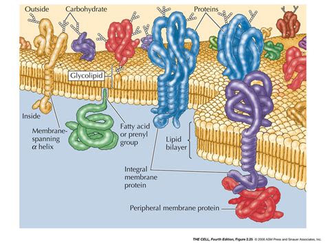 Membranes