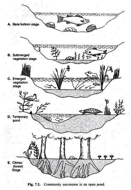 7 Successional Stages of Hydrosere (With Diagram) | Ecological succession, Biology lessons ...