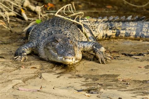 Image of Close up view of a Salt Water Crocodile - Austockphoto