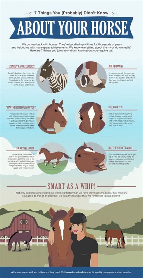 Five Fascinating Facts about Horses | Horse facts, Horse care, Healthy horses