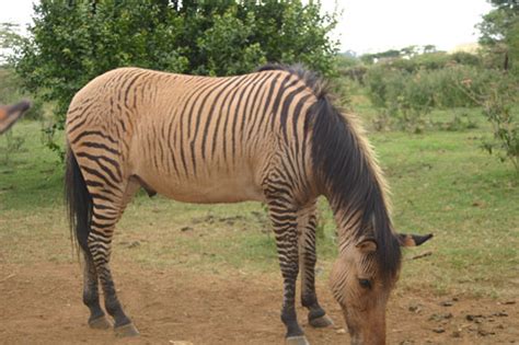 File:Zebroid.jpg - Wikimedia Commons