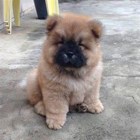 chow chow 🐾 | Fluffy dogs, Chow chow dog puppy, Cute animals