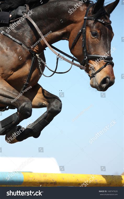 Close Brown Show Jumping Horse Stock Photo 168747620 - Shutterstock