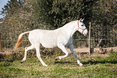 Portuguese Lusitano Horse Stock Photo - Image: 58853278