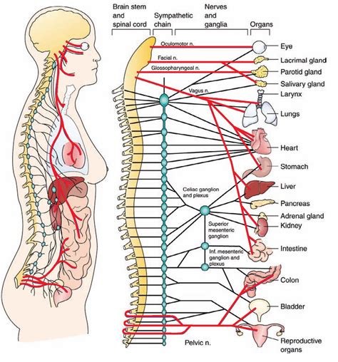 0084- Anatomy of the autonomic nervous system. The red lines represent ...